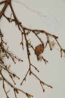 臺灣鐵杉藏品圖，第3張