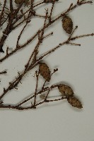 臺灣鐵杉藏品圖，第4張