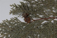 臺灣扁柏藏品圖，第4張