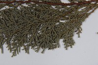 臺灣扁柏藏品圖，第5張