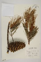 臺灣華山松藏品圖，第1張