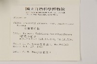 臺灣華山松藏品圖，第2張