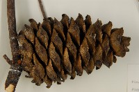 臺灣華山松藏品圖，第3張