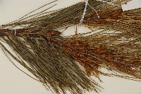 臺灣華山松藏品圖，第4張