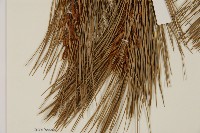 臺灣華山松藏品圖，第5張