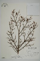 臺灣鐵杉藏品圖，第1張