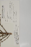 臺灣鐵杉藏品圖，第2張