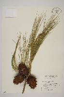 臺灣二葉松藏品圖，第1張