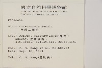 臺灣二葉松藏品圖，第2張
