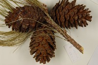 臺灣二葉松藏品圖，第3張