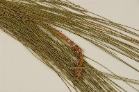 臺灣二葉松藏品圖，第4張