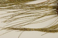 臺灣二葉松藏品圖，第5張