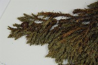 香青藏品圖，第3張