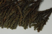 香青藏品圖，第4張