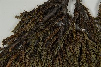 香青藏品圖，第5張