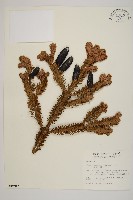 臺灣冷杉藏品圖，第1張