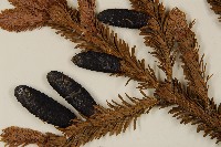 臺灣冷杉藏品圖，第3張