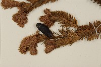 臺灣冷杉藏品圖，第4張