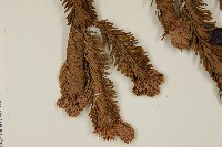 臺灣冷杉藏品圖，第5張