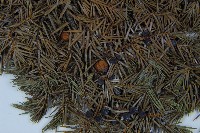刺柏藏品圖，第3張