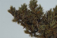 刺柏藏品圖，第4張