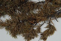 刺柏藏品圖，第5張