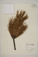 臺灣二葉松藏品圖，第1張
