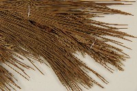 臺灣二葉松藏品圖，第4張
