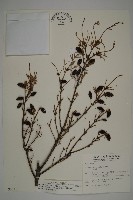 臺灣鐵杉藏品圖，第1張