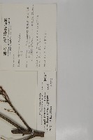 臺灣鐵杉藏品圖，第2張