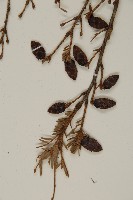 臺灣鐵杉藏品圖，第3張