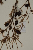 臺灣鐵杉藏品圖，第4張