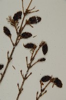 臺灣鐵杉藏品圖，第5張