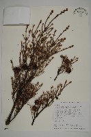 臺灣鐵杉藏品圖，第1張