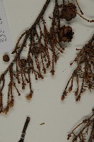 臺灣鐵杉藏品圖，第3張