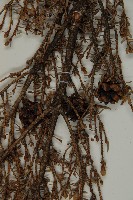 臺灣鐵杉藏品圖，第4張