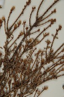 臺灣鐵杉藏品圖，第5張