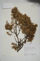 刺柏藏品圖，第1張