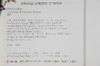 刺柏藏品圖，第2張