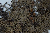 刺柏藏品圖，第3張