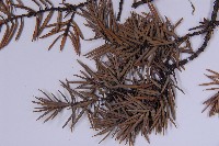 刺柏藏品圖，第4張