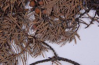 刺柏藏品圖，第5張