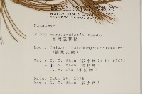 臺灣五葉松藏品圖，第2張