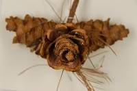 臺灣五葉松藏品圖，第3張