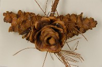臺灣五葉松藏品圖，第4張