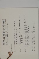 臺灣黃杉藏品圖，第2張