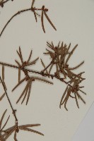 臺灣黃杉藏品圖，第3張