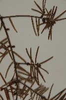 臺灣黃杉藏品圖，第4張