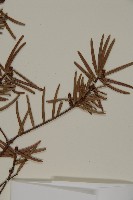 臺灣黃杉藏品圖，第5張