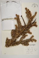 臺灣冷杉藏品圖，第1張